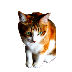 A Close Up Of A Calico Cat With Vibrant Green Eyes Sitting Indoors, Showcasing Its Colorful Fur. 15657 - Cat PNG image with transparent background
